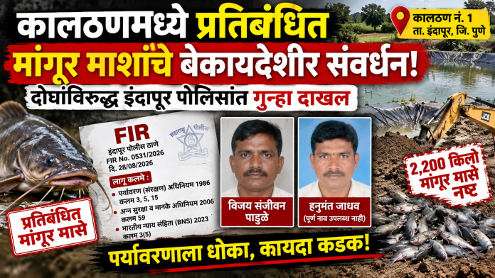 कालठणमध्ये प्रतिबंधित मांगूर माशांचे बेकायदेशीर संवर्धन; दोघांविरुद्ध इंदापूर पोलिसांत गुन्हा