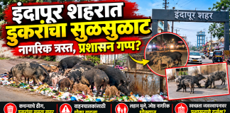 इंदापूर शहरात डुकरांचा सुळसुळाट; नगरपालिकेच्या स्वच्छता व्यवस्थेवर प्रश्नचिन्ह?